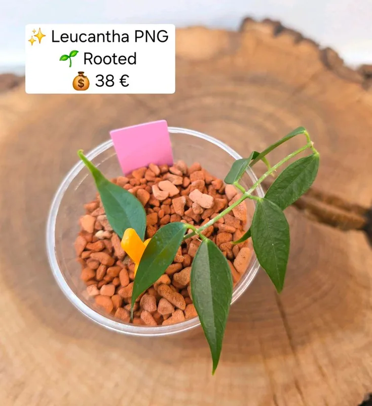 Hoya leucantha PNG – Mutterpflanze