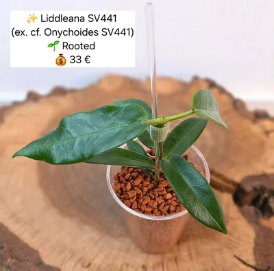Hoya liddleana SV441 (ex. Cf. Onychoides SV441)