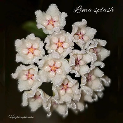 Hoya lima Splash