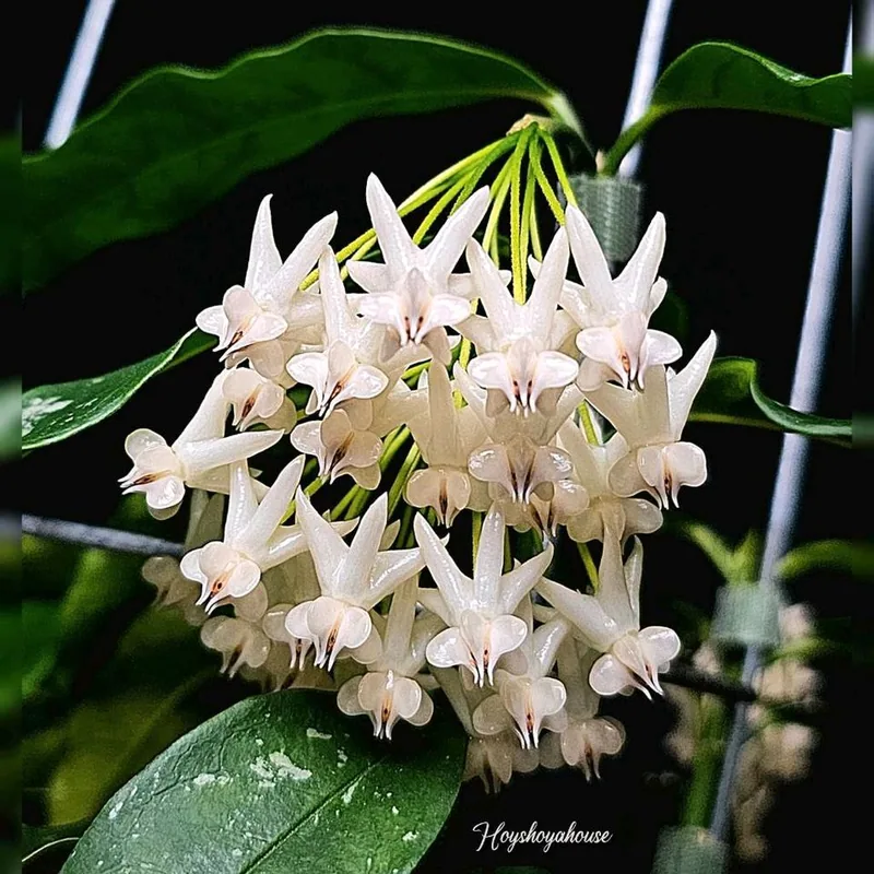 Hoya lockii White – Mutterpflanze