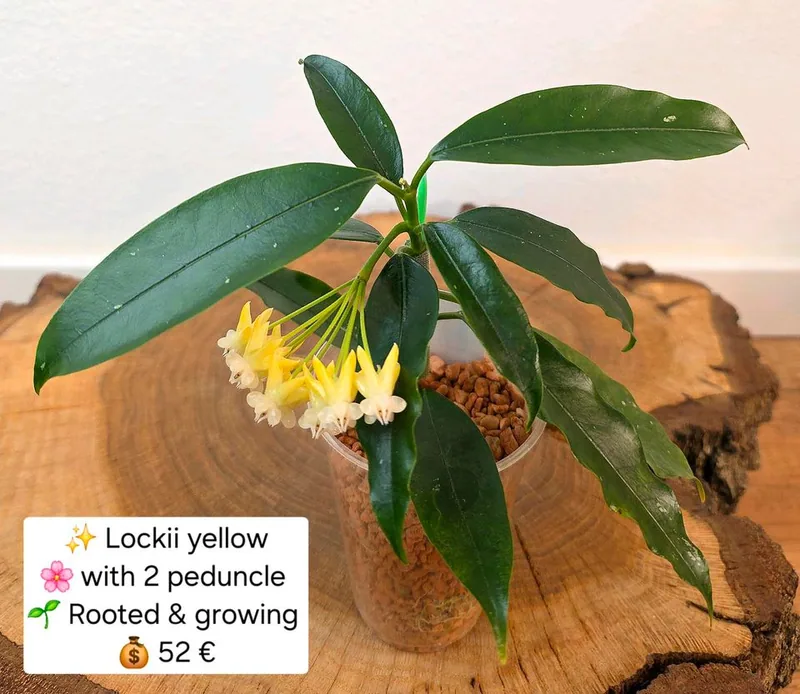 Hoya lockii Yellow – Mutterpflanze