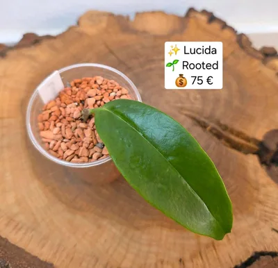 Hoya lucida