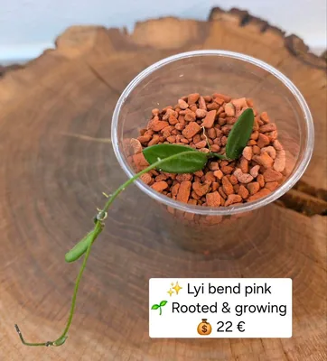 Hoya LYI Bend Pink