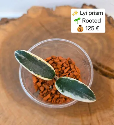 Hoya LYI Prism