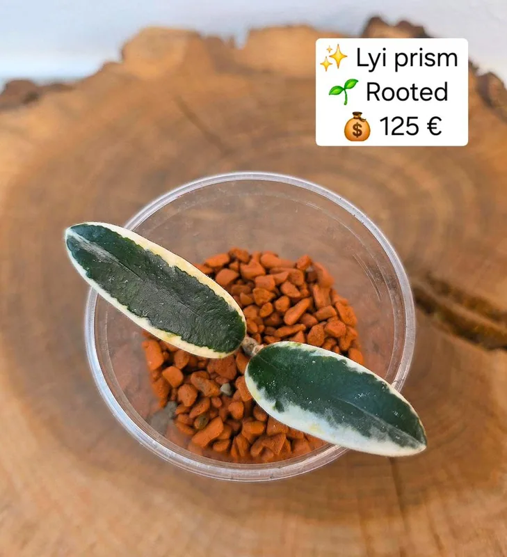 Hoya LYI Prism – Mutterpflanze