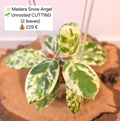 Hoya madara Snow Angel