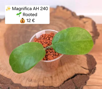 Hoya magnifica AH240
