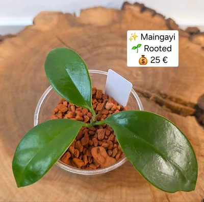 Hoya maingayi