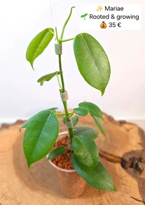 Hoya mariae