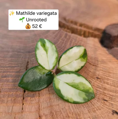 Hoya mathilde Variegata