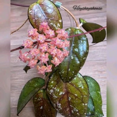 Hoya mayumi