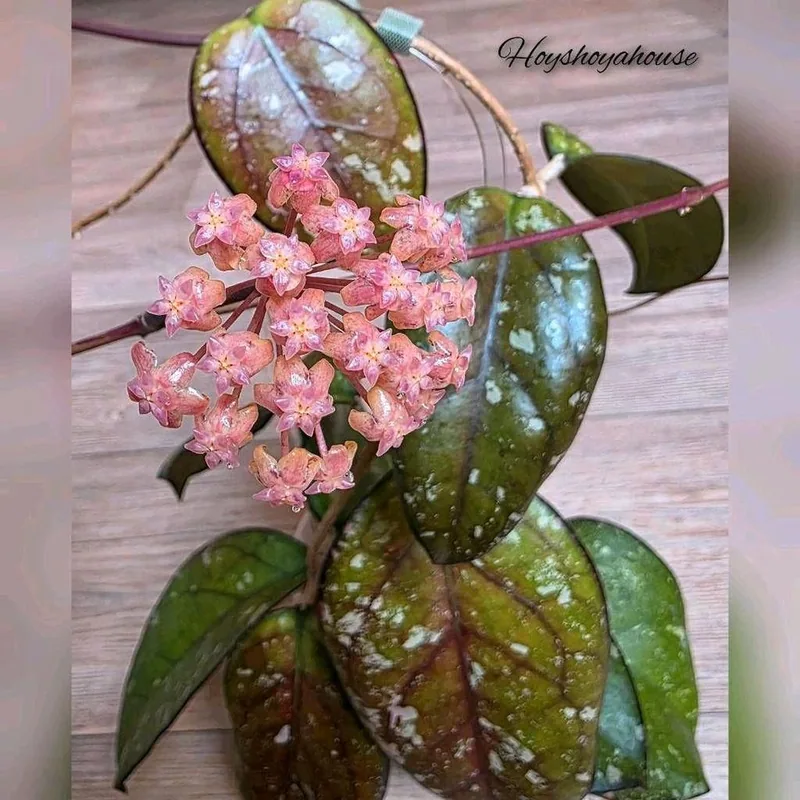 Hoya mayumi – Mutterpflanze