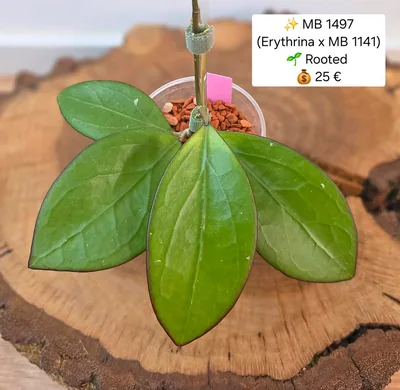 Hoya MB 1497 (Erythrina x MB 1141) Bew. O.