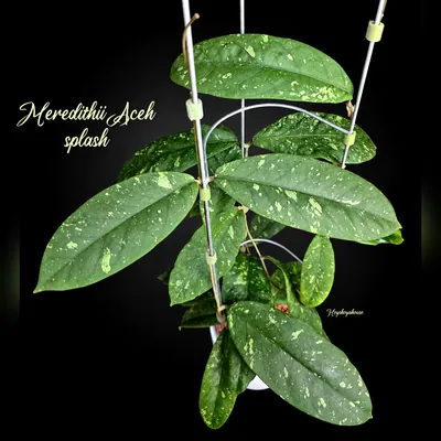 Hoya Meredithii Aceh (Splash)