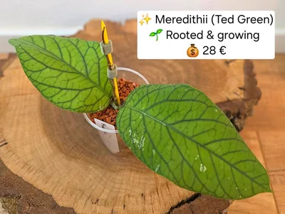 Hoya meredithii (Ted Green)