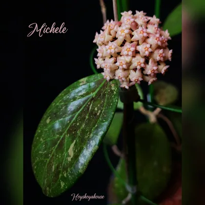 Hoya 'Michele' Splash