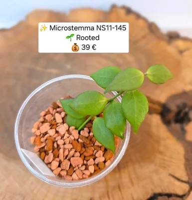 Hoya microstemma NS11-145