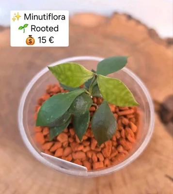 Hoya minutiflora