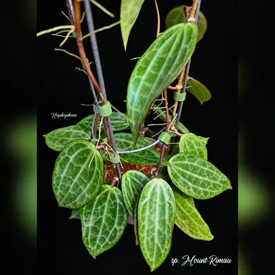 Hoya sp. Mount Rimau