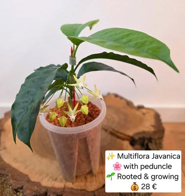 Hoya multiflora Javanica + Pedunkel