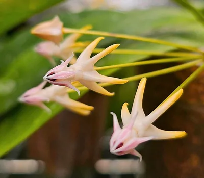 Hoya multiflora Javanica Pink