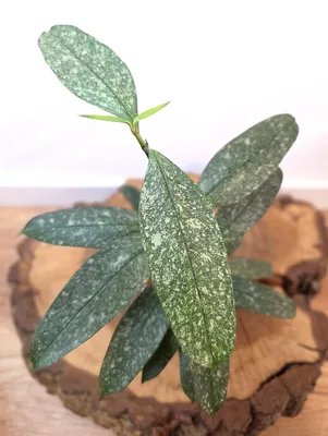 Hoya Multiflora Silver (Galaxy)