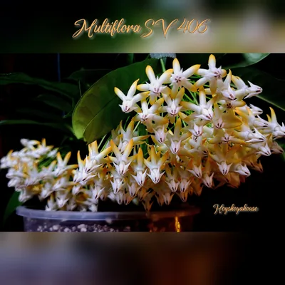 Hoya Multiflora SV 406 (Orange Flower)