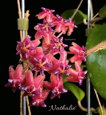 Hoya 'Nathalie'