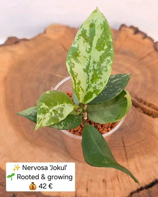 Hoya nervosa 'Jokul' 2