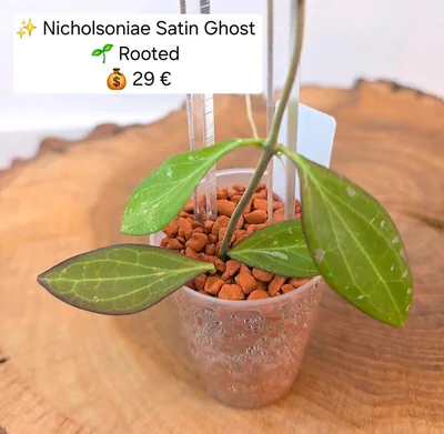 Hoya nicholsoniae Satin Ghost