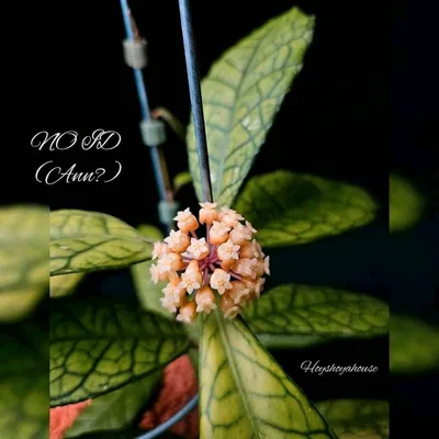 Hoya no ID ('Ann'?)