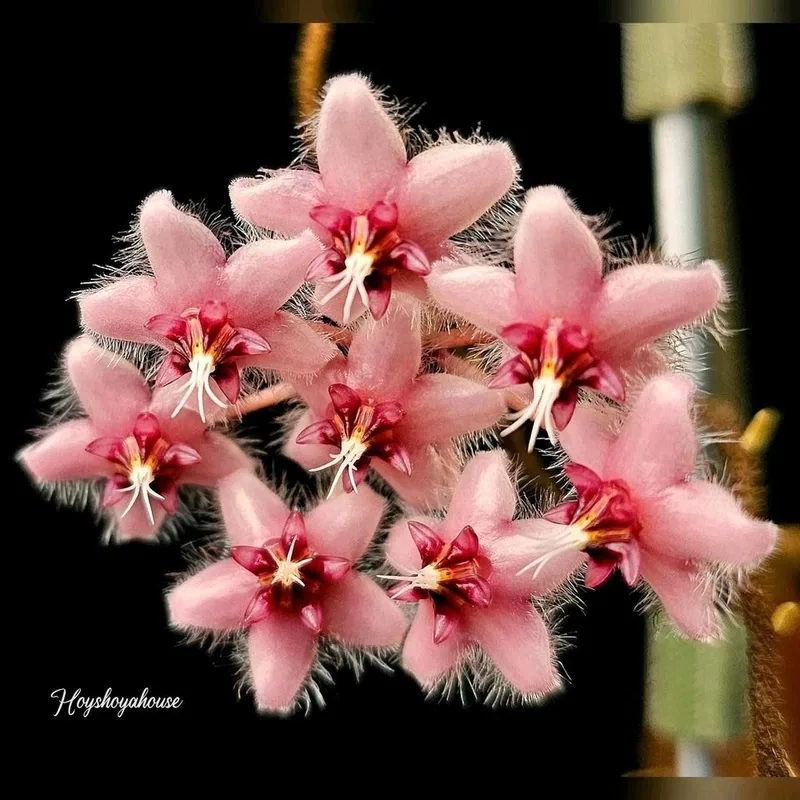 Hoya no ID / sp. Getah Bening (Caudata Pink?) – Mutterpflanze