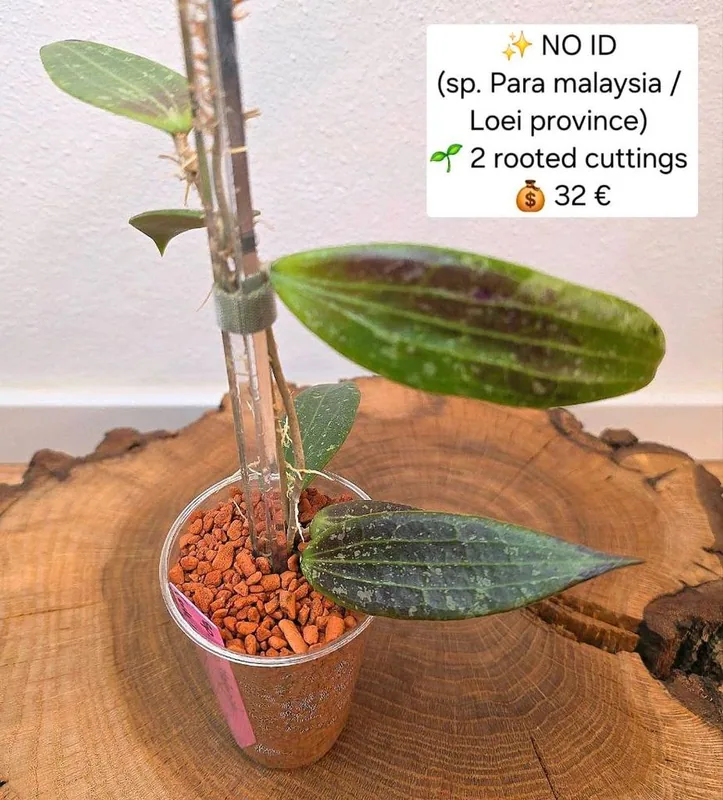 Hoya no ID / sp. Para Malaysia (Evtl. Loei Province) – Mutterpflanze