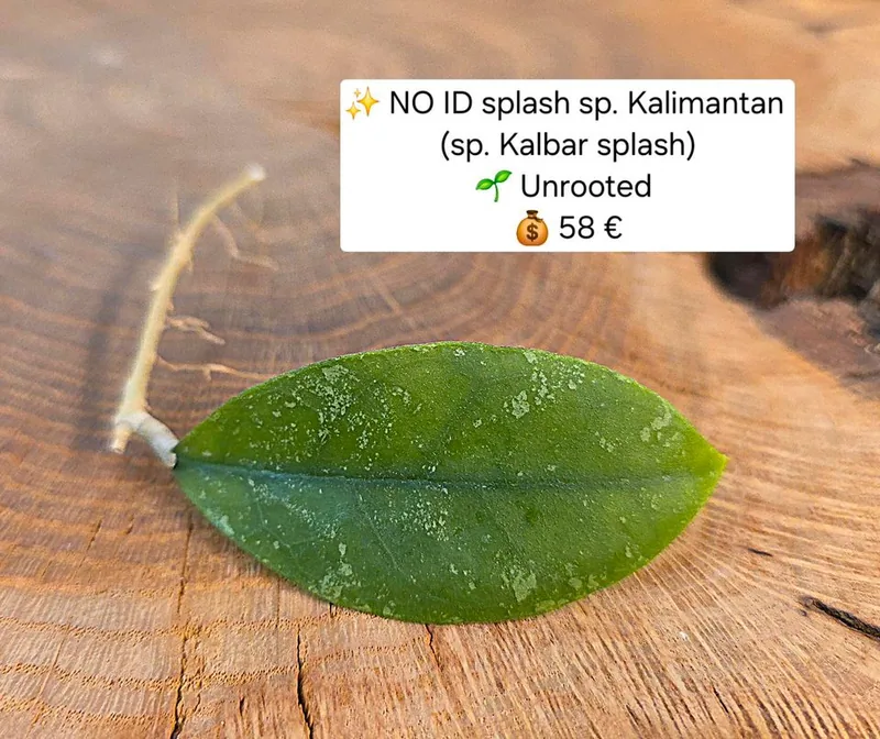 Hoya no ID Splash sp. Kalimantan (sp. Kalbar Splash) – Mutterpflanze