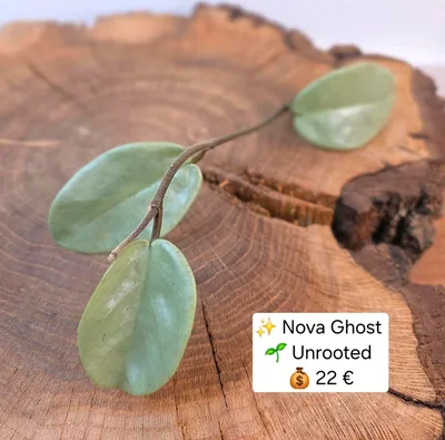 Hoya nova Ghost