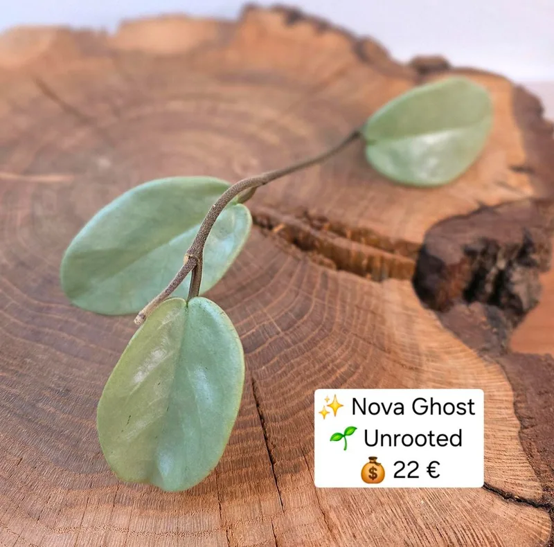 Hoya nova Ghost – Mutterpflanze