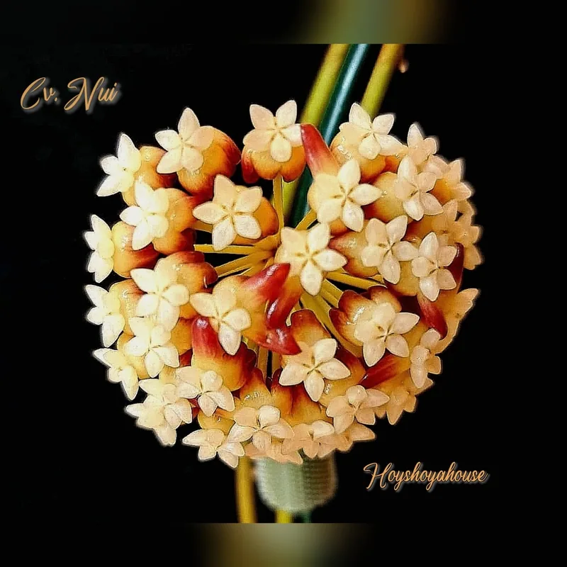Hoya 'Nui' – Blüte