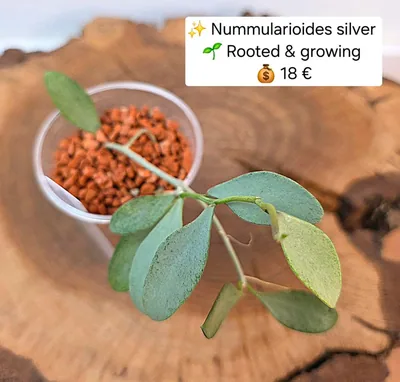 Hoya nummularioides Silver