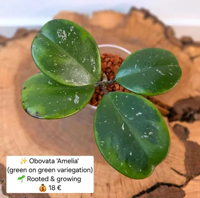 Hoya obovata Amelia (Green On Green Variegation)