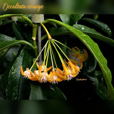 Hoya occultata Splash Orange