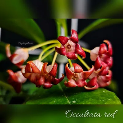Hoya Occultata Splash RED Flower