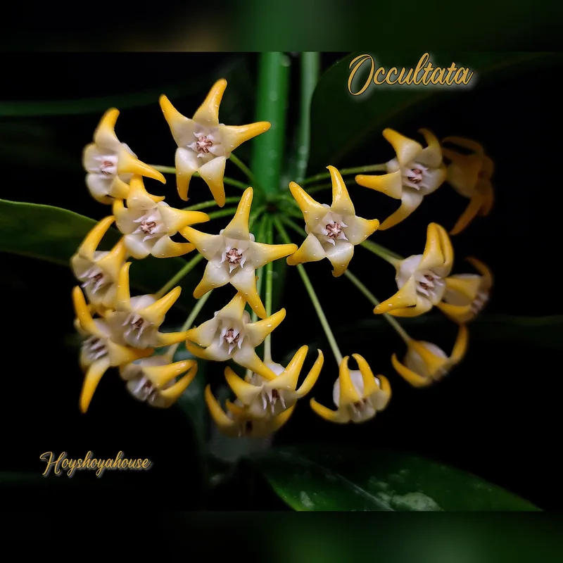 Hoya Occultata Splash Yellow – Blüte