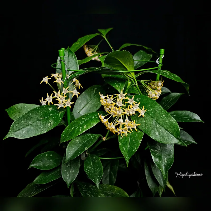Hoya Occultata Splash Yellow – Mutterpflanze