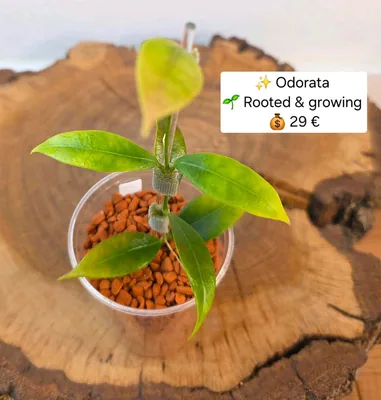 Hoya odorata