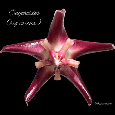 Hoya onychoides BIG Corona