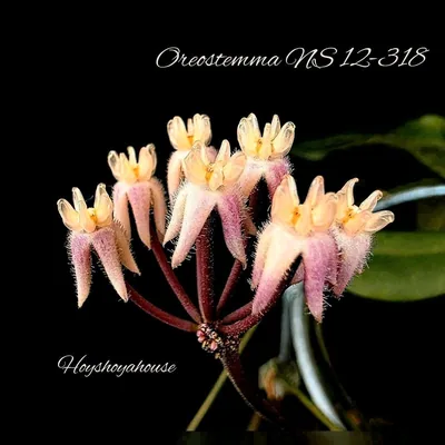 Hoya oreostemma NS 12-318