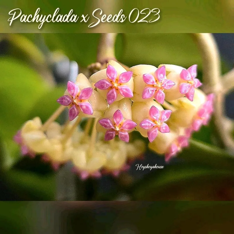 Hoya pachyclada x Seeds 023 – Mutterpflanze