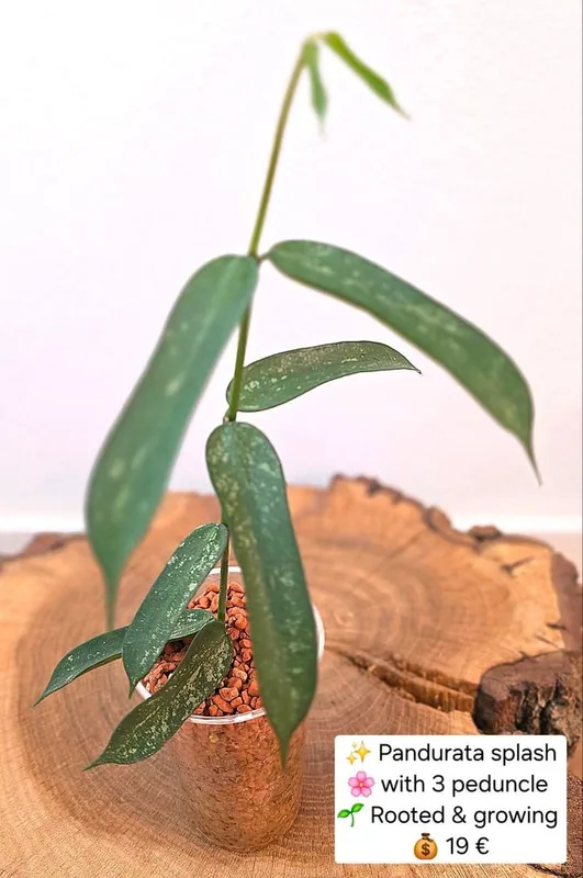 Hoya pandurata Splash – Mutterpflanze