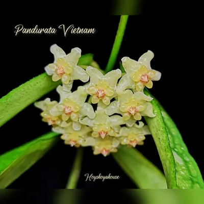 Hoya pandurata Vietnam