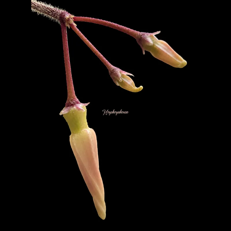 Hoya Papuahoya sp. Wamena – Blüte